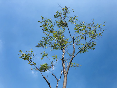 绿叶天空