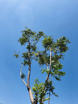 蓝色的天空