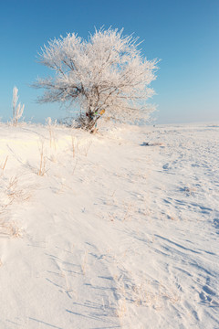 一棵树雪原雾凇