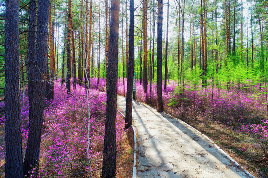 松林花丛小路