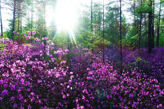 大兴安岭杜鹃花盛开的松林