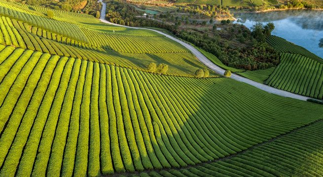 茶园风光