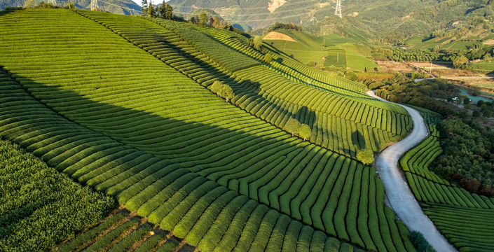 茶园风光