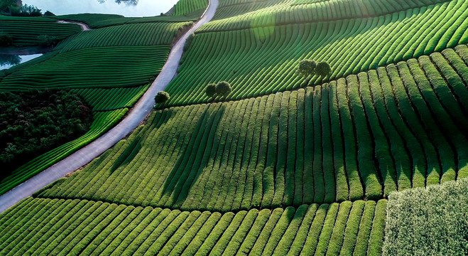 茶园风光