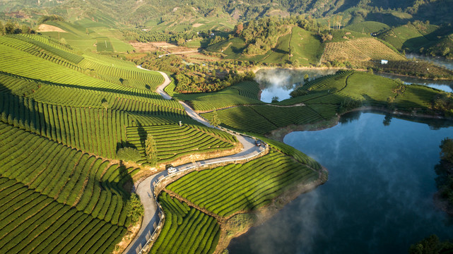 美丽的茶园