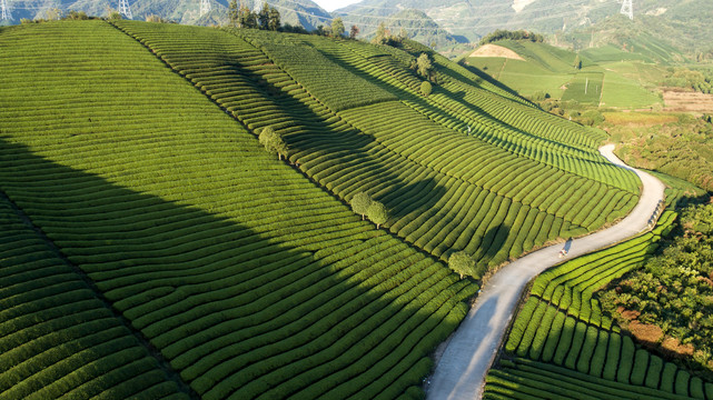 美丽的茶园