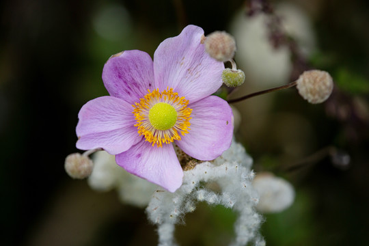 野棉花