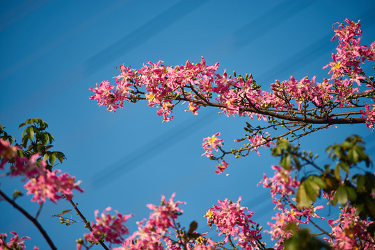 广州木棉花