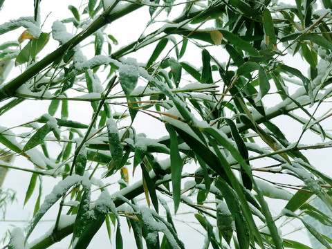 雪后竹枝