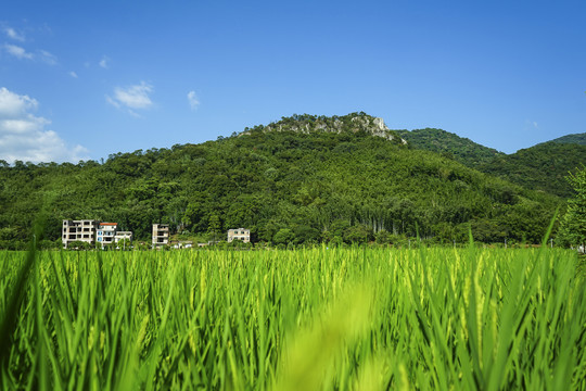 广州增城派潭石龙头村石离吓