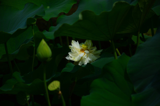 夏季盛开的白莲花