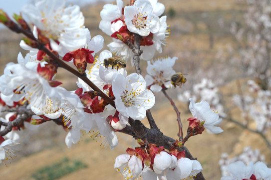 蜜蜂樱桃花丛中采蜜
