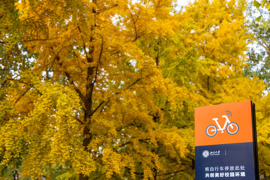 犹如挂满金币的北京大学银杏树