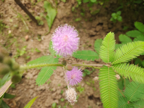 含羞草花