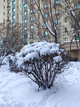 樹林