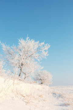 蓝天雪原雾凇