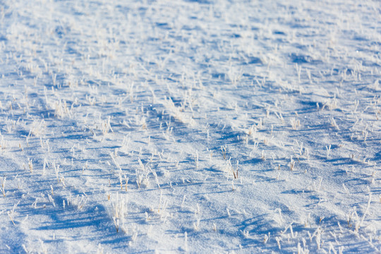 雪原野草