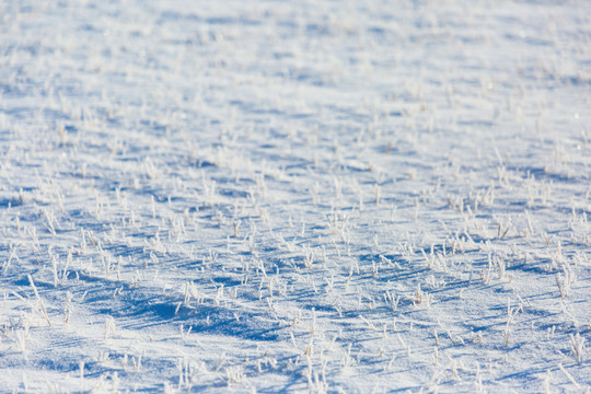 雪原雪地野草