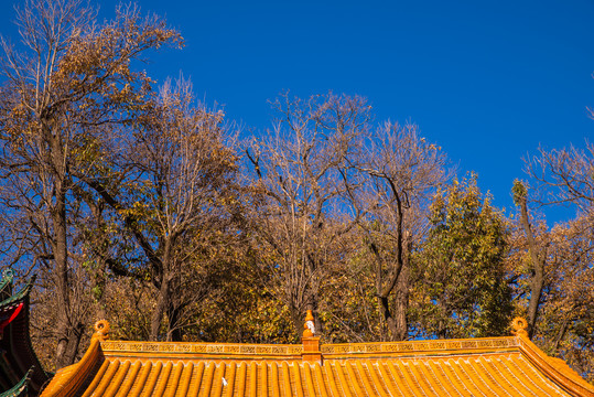 秋天寺庙