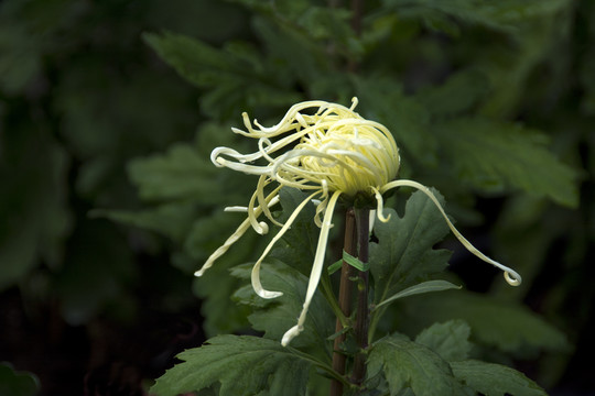 菊花的曼妙舞姿