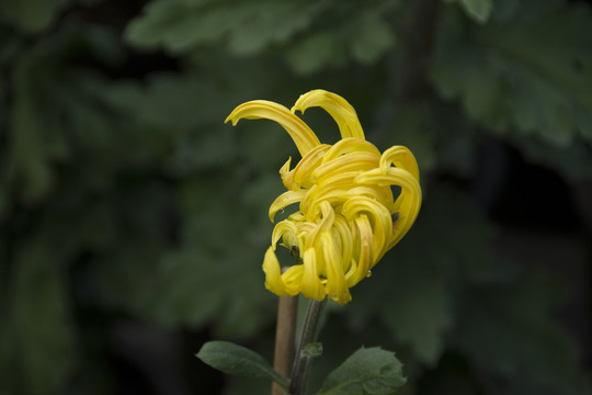 菊花漫舞