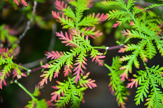 漂亮的植物枝叶