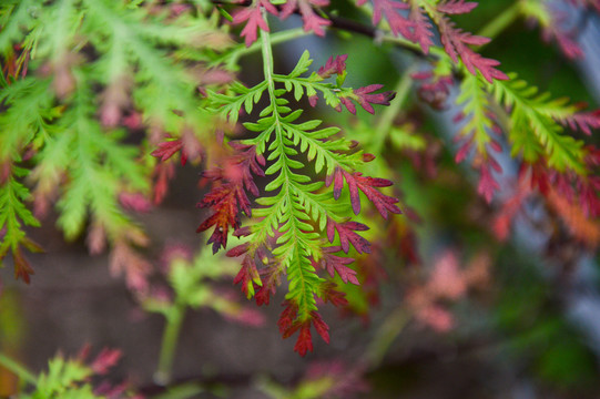 漂亮的植物枝叶