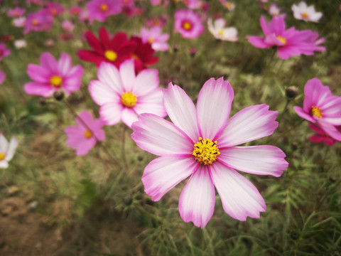 格桑花