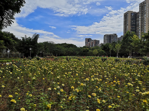 城市花园