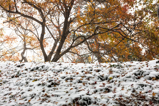 颐和园雪景红叶