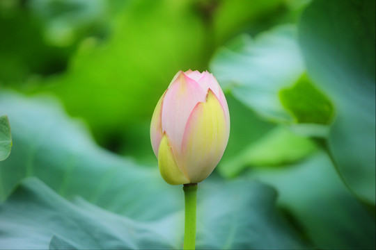 荷花花苞