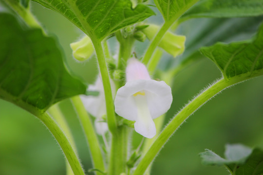 芝麻花