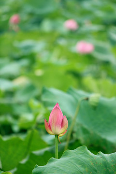 荷花花苞