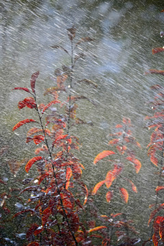 红叶秋雨