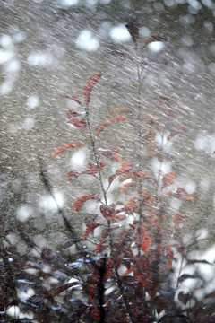 红叶秋雨