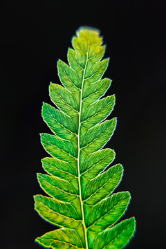 被紫外线照射的蕨类植物叶子