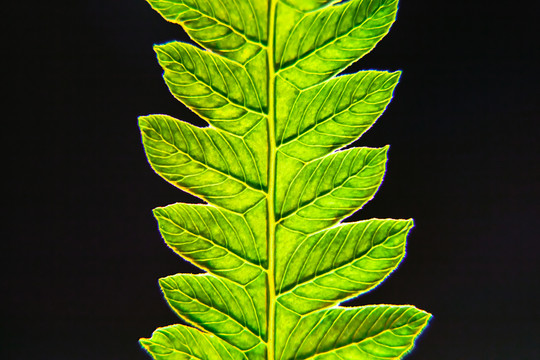 被紫外线照射的蕨类植物叶子