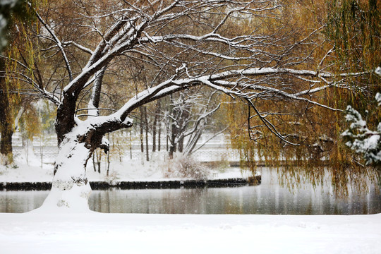 雪中风景