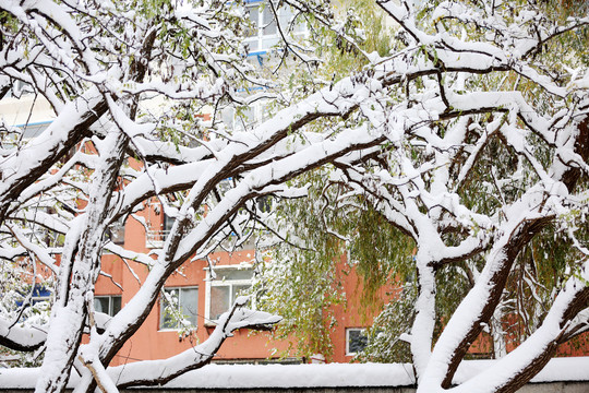 雪中风景