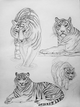 動物素描畫（老虎）