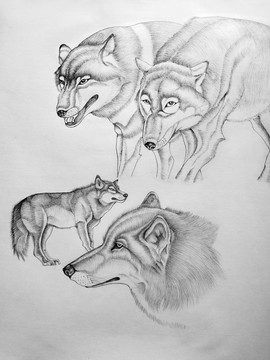 动物素描画（狼）