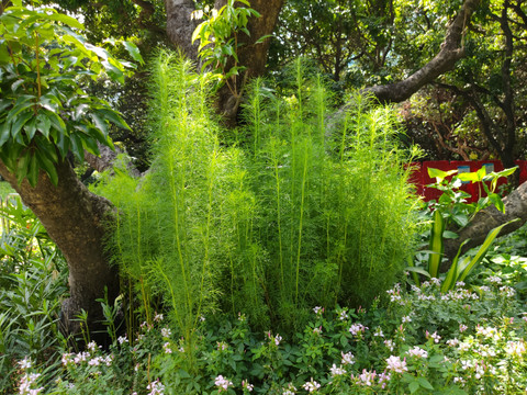 扫把草扫帚菜地肤地麦