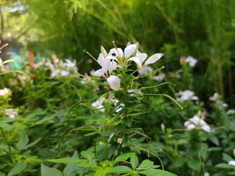 醉蝶花