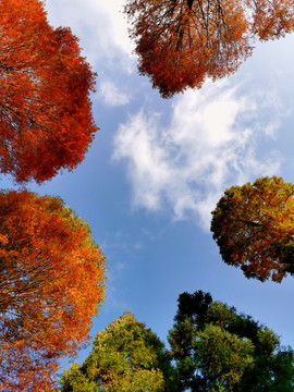秋天彩叶植物乔木蓝色背景天空