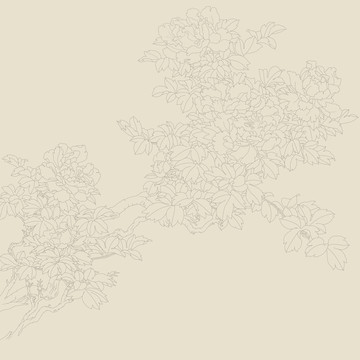 牡丹白描圖
