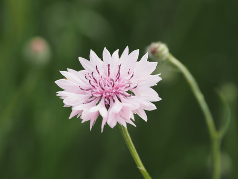 蓝花矢车菊