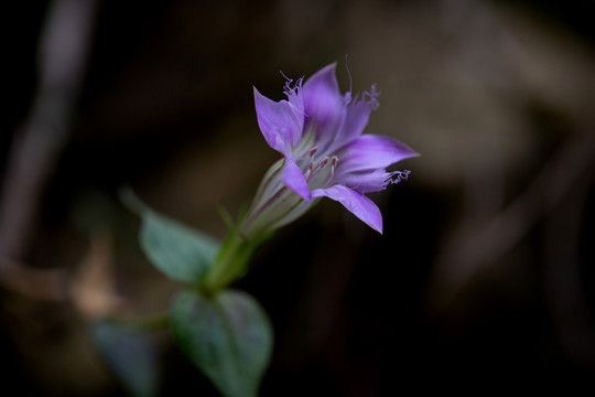 红花龙胆