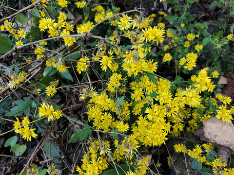 山菊花