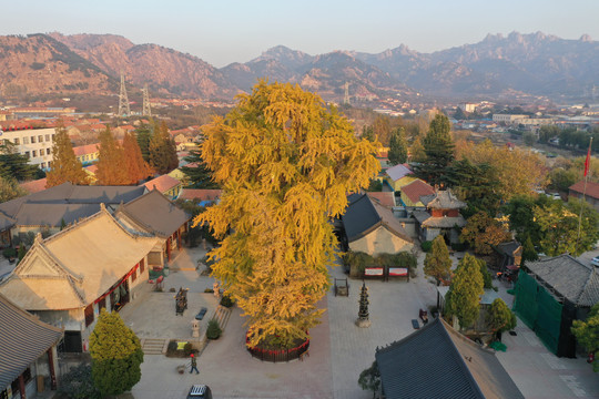 青岛城阳法海寺银杏树秋景