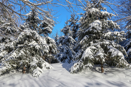 北方雪凇